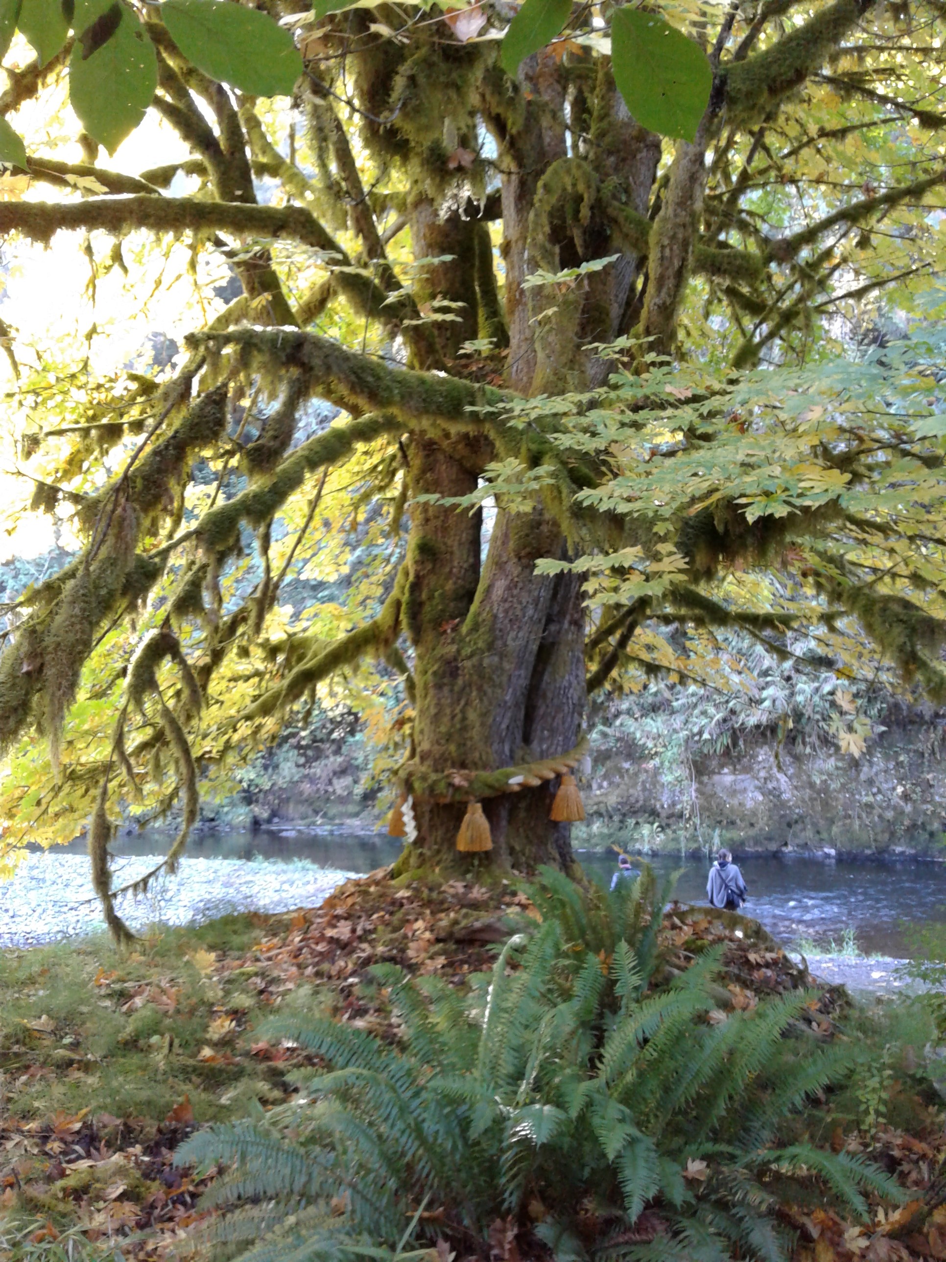 interesting looking tree, wrapped with rope with tassles and shade hanging from it